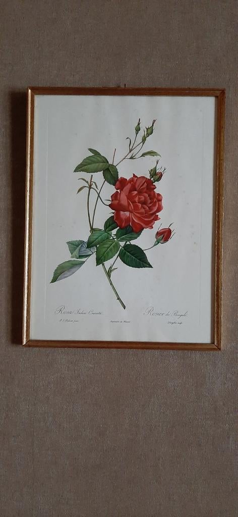 Rozen Redouté, Ophalen