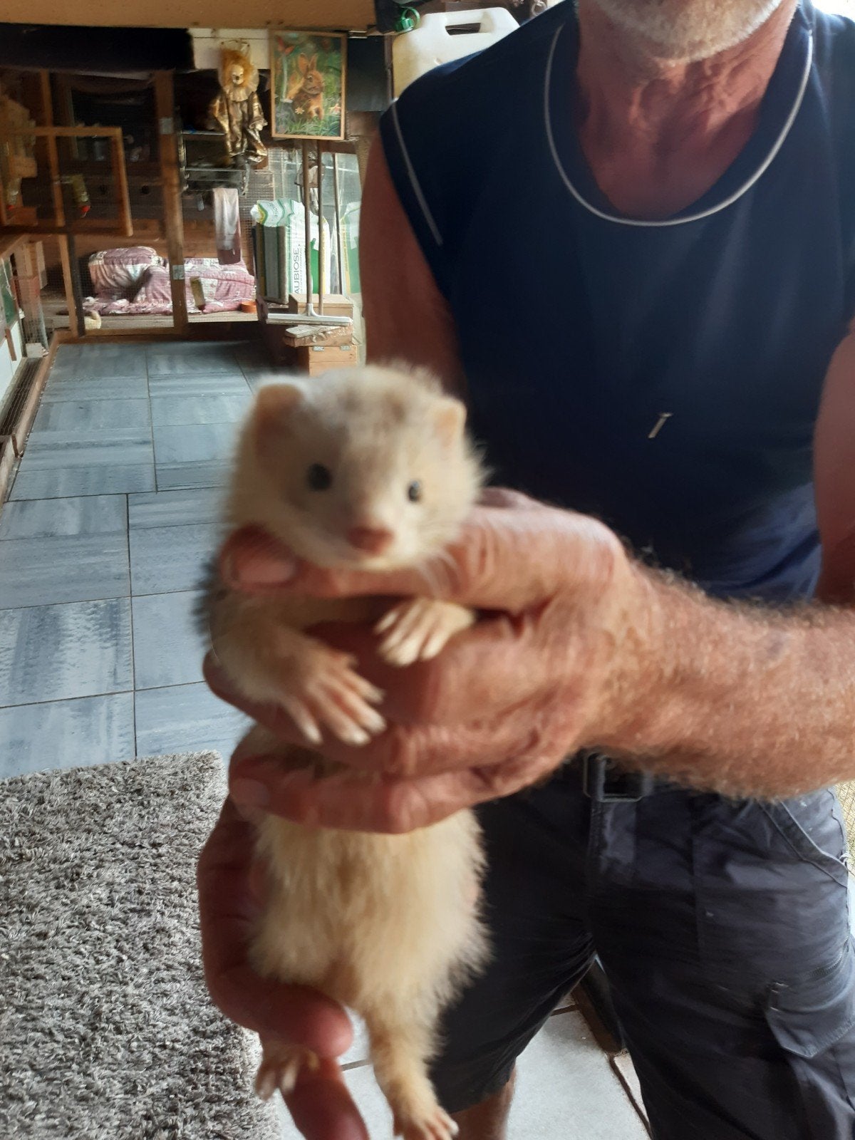 Angora fretjes, April, Mannelijk
