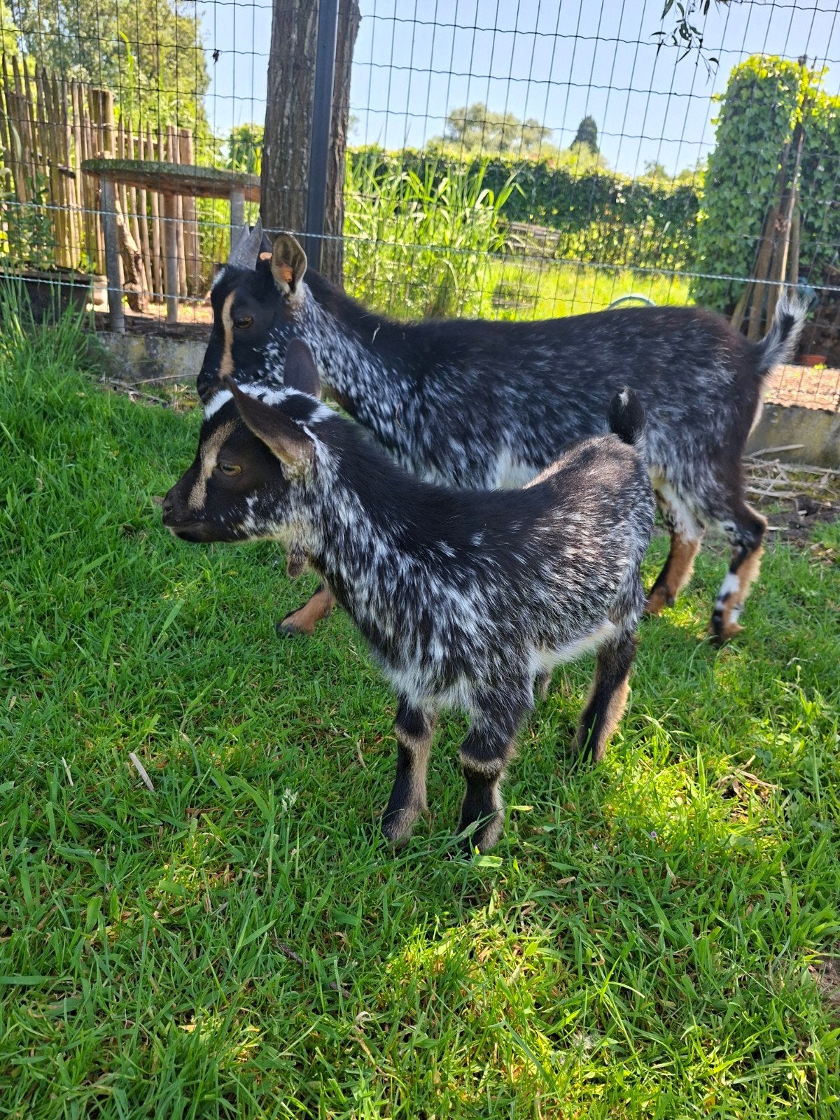 Dwerggeit met lammetje, Animaux & Accessoires, Moutons, Chèvres & Cochons, Plusieurs animaux, Chèvre, 0 à 2 ans