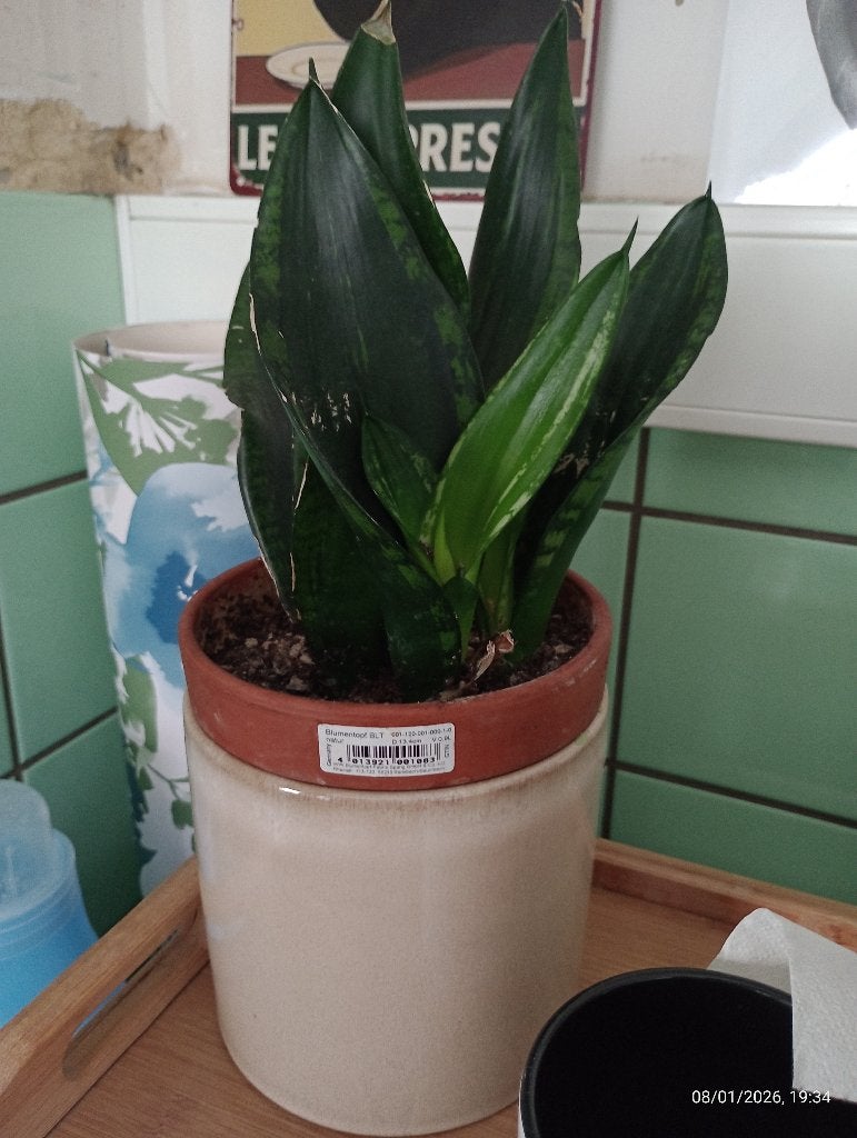 Plante verte interieur sansevieria trifasciata whitney, Maison & Meubles, Plantes d'intérieur, Autres espèces, En pot, Enlèvement ou Envoi