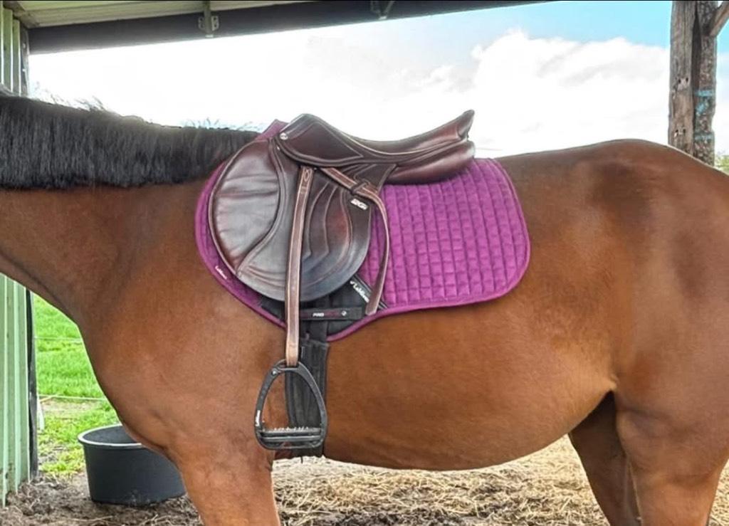 Cwd mademoiselle, Dieren en Toebehoren, Ophalen, Zo goed als nieuw, Springen