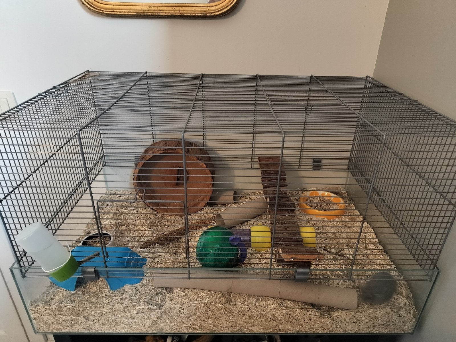 hamsterkooi, Ophalen, Kooi, Hamster