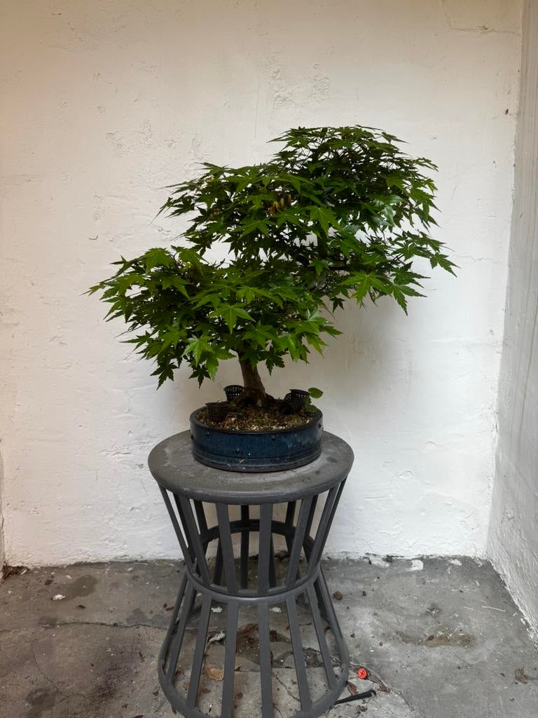 Bonsai, Jardin & Terrasse, Enlèvement