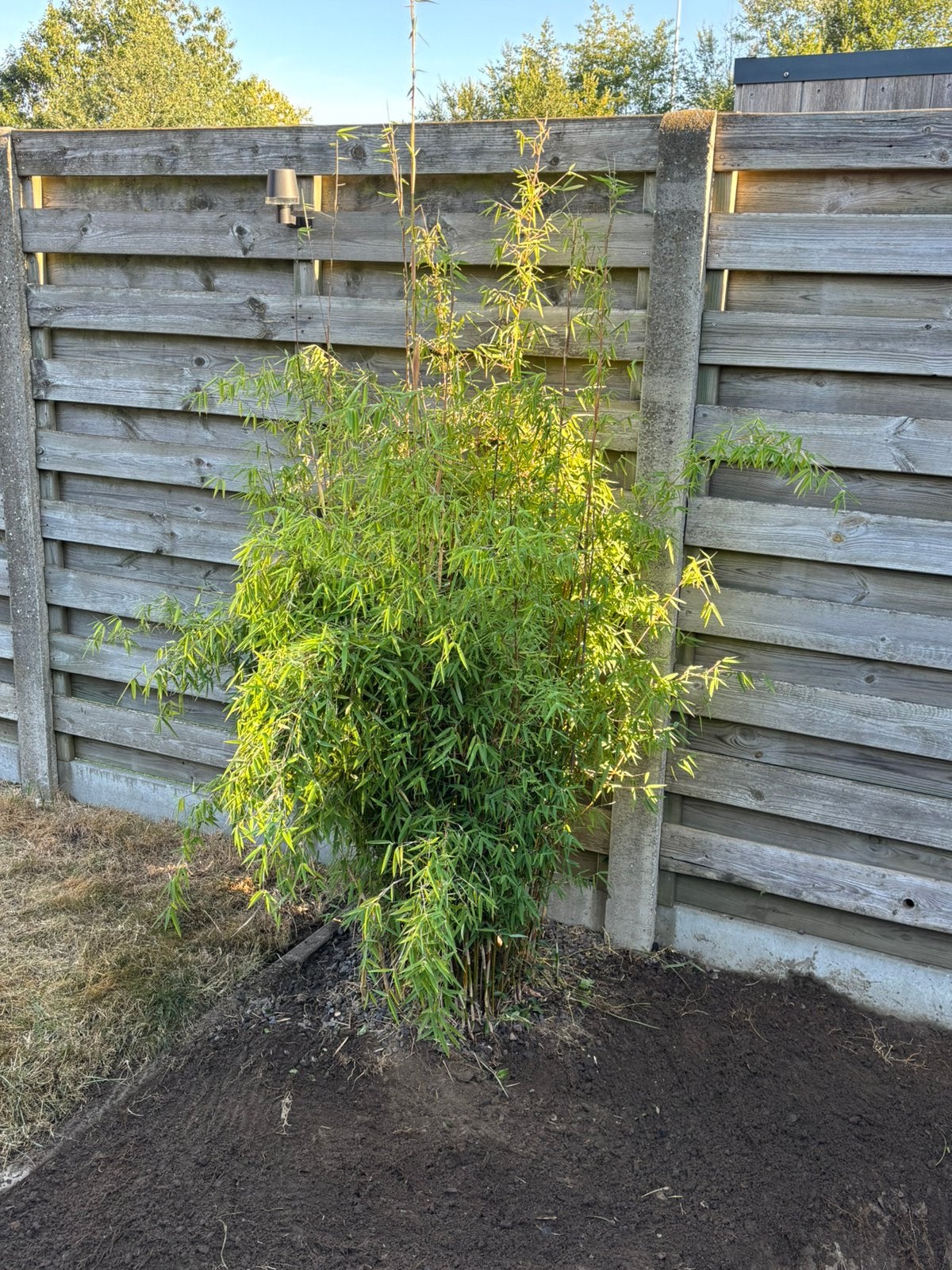 Gratis bamboe, Tuin en Terras, Ophalen