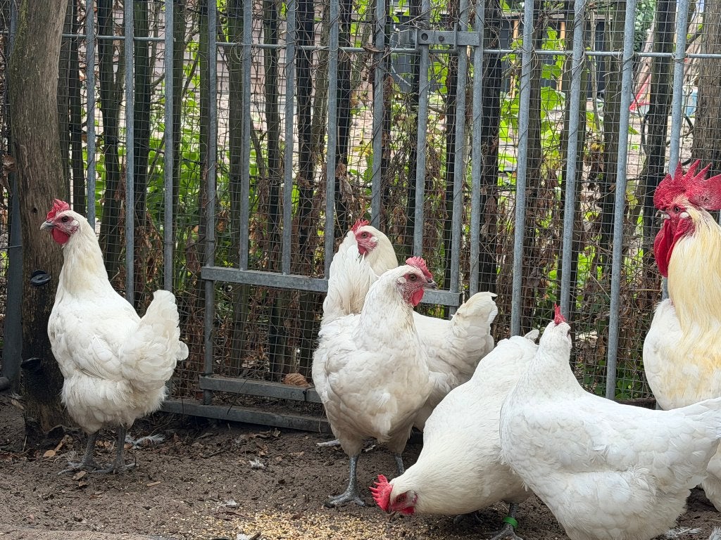 Poule de bresse, Dieren en Toebehoren