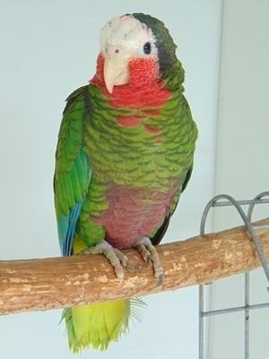 Femelle amazone cuba, Femelle