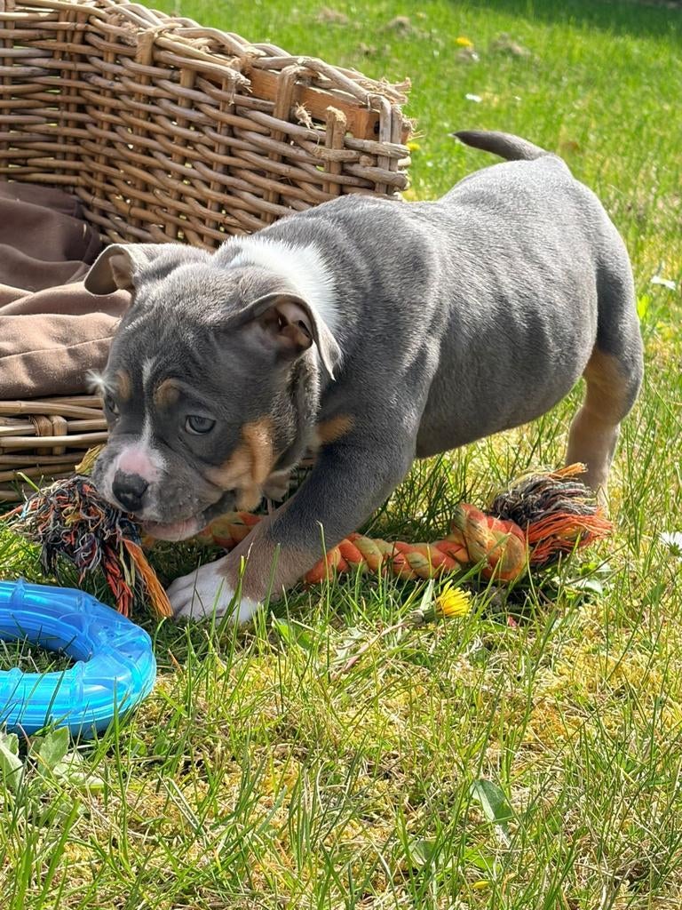 American bully pups reukes en teefjes, Dieren en Toebehoren, Parvo, België, 8 tot 15 weken, Meerdere