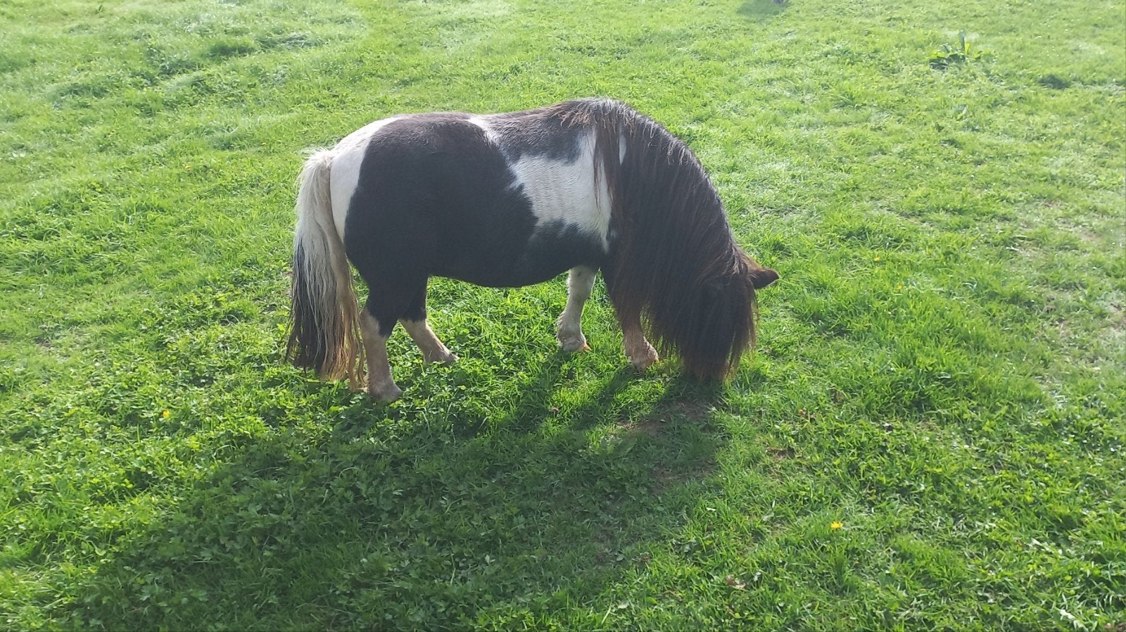 ZWARTBONTE STAMBOEK MERRIE  EN EEN MOOI KLEIN SPAN., Merrie, A pony (tot 1.17m), Met stamboom, 11 jaar of ouder