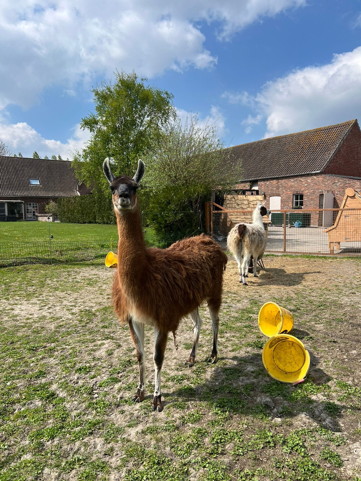 Lama merries, Dieren en Toebehoren, Januari, Vrouwelijk