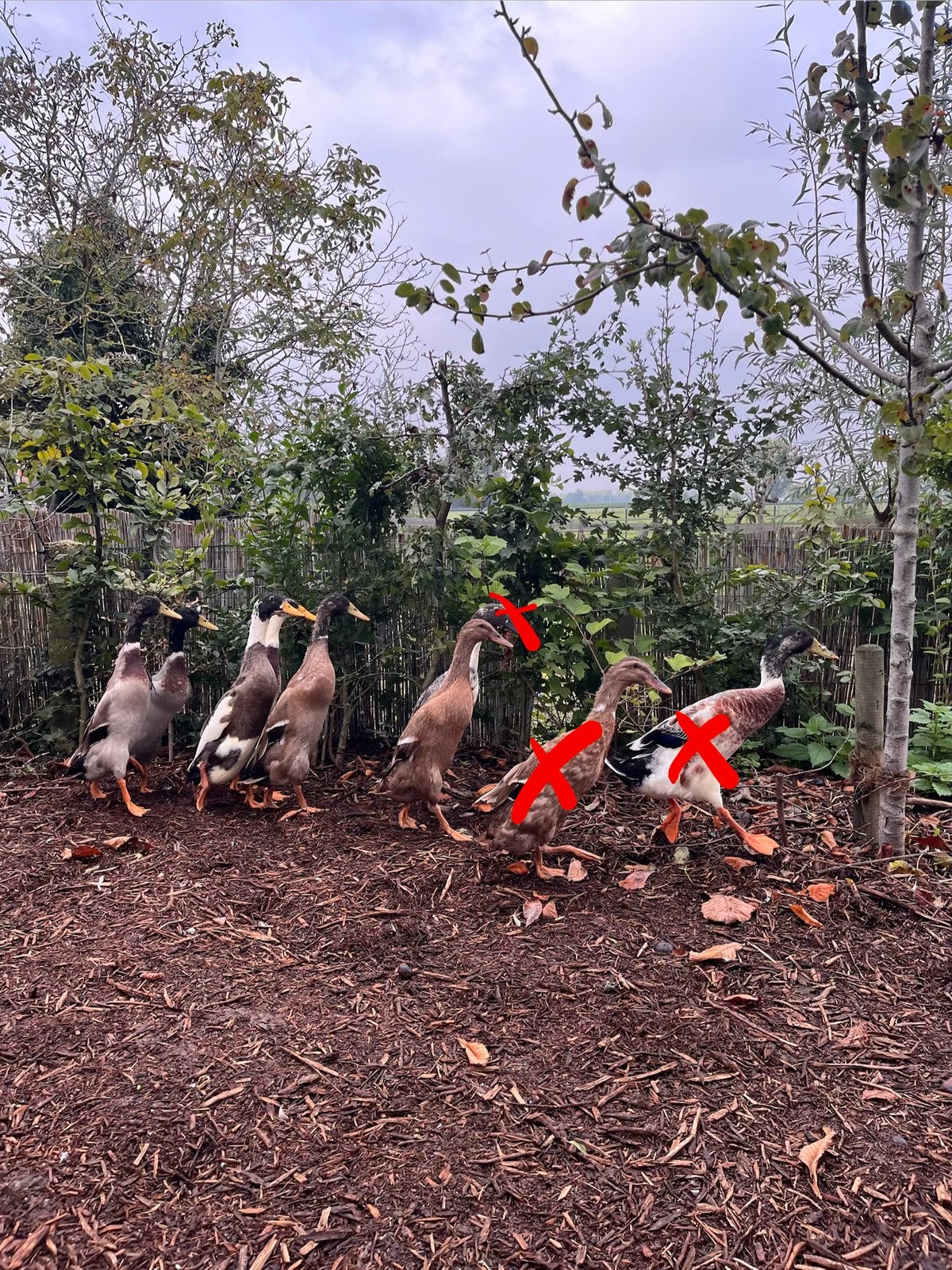 Indische loopeenden te koop, Dieren en Toebehoren