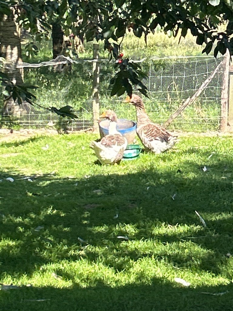 Toulouse koppel ganzen, Meerdere dieren, Gans of Zwaan