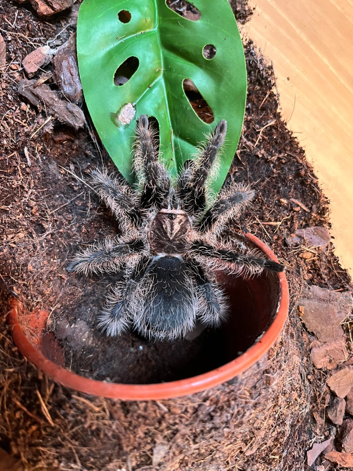 Tliltocatl albopilosus vrouwtje, Dieren en Toebehoren