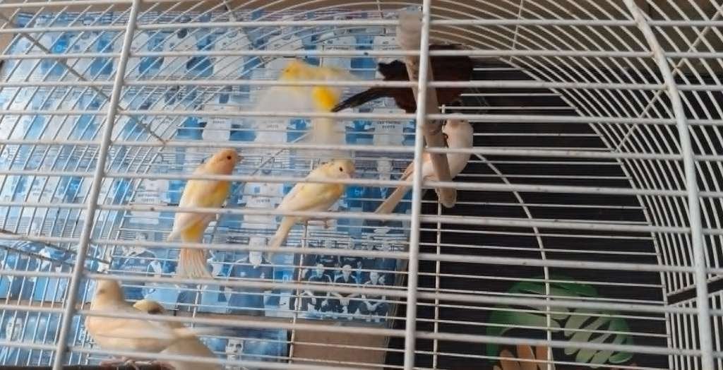 vogels, Meerdere dieren, Geringd