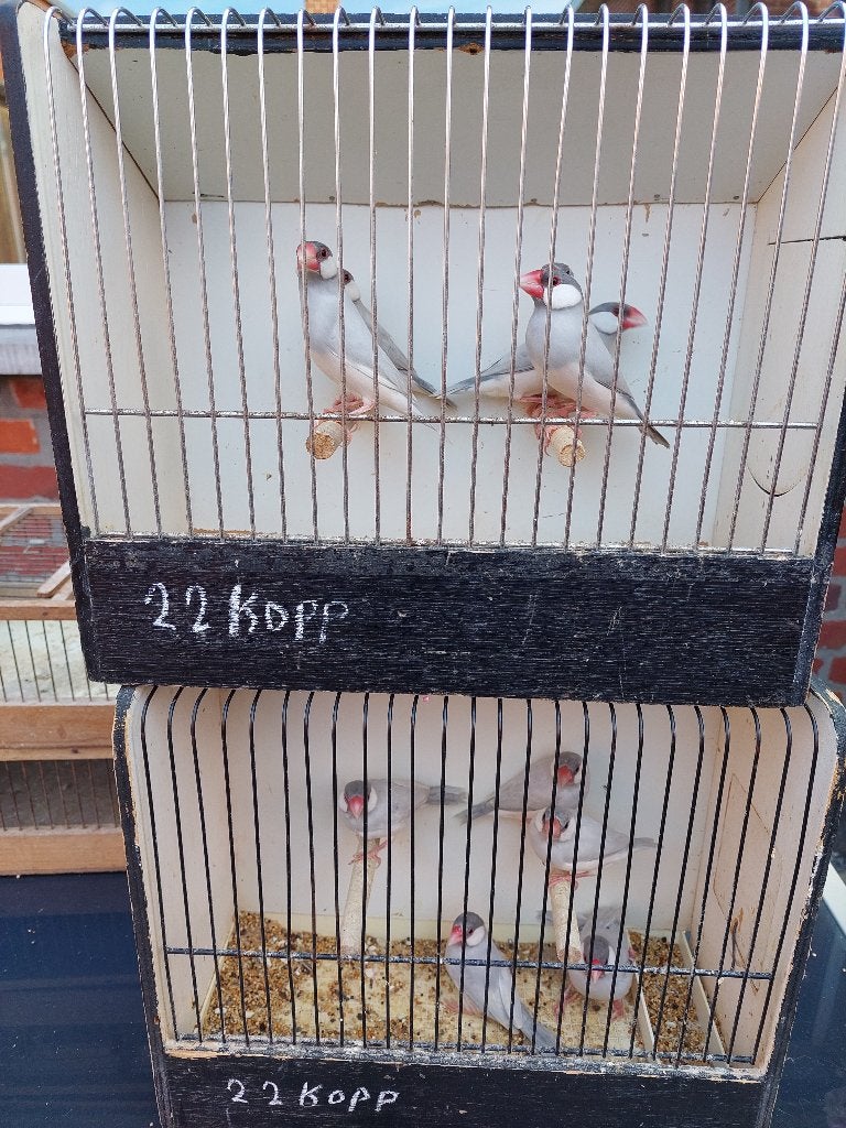 Padda- Rijstvogels zilver à 22€ per koppel, Bagué