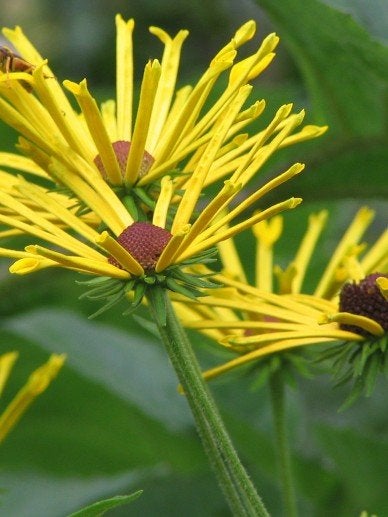 Rudbeckia Henri Eilers, Tuin en Terras, Ophalen