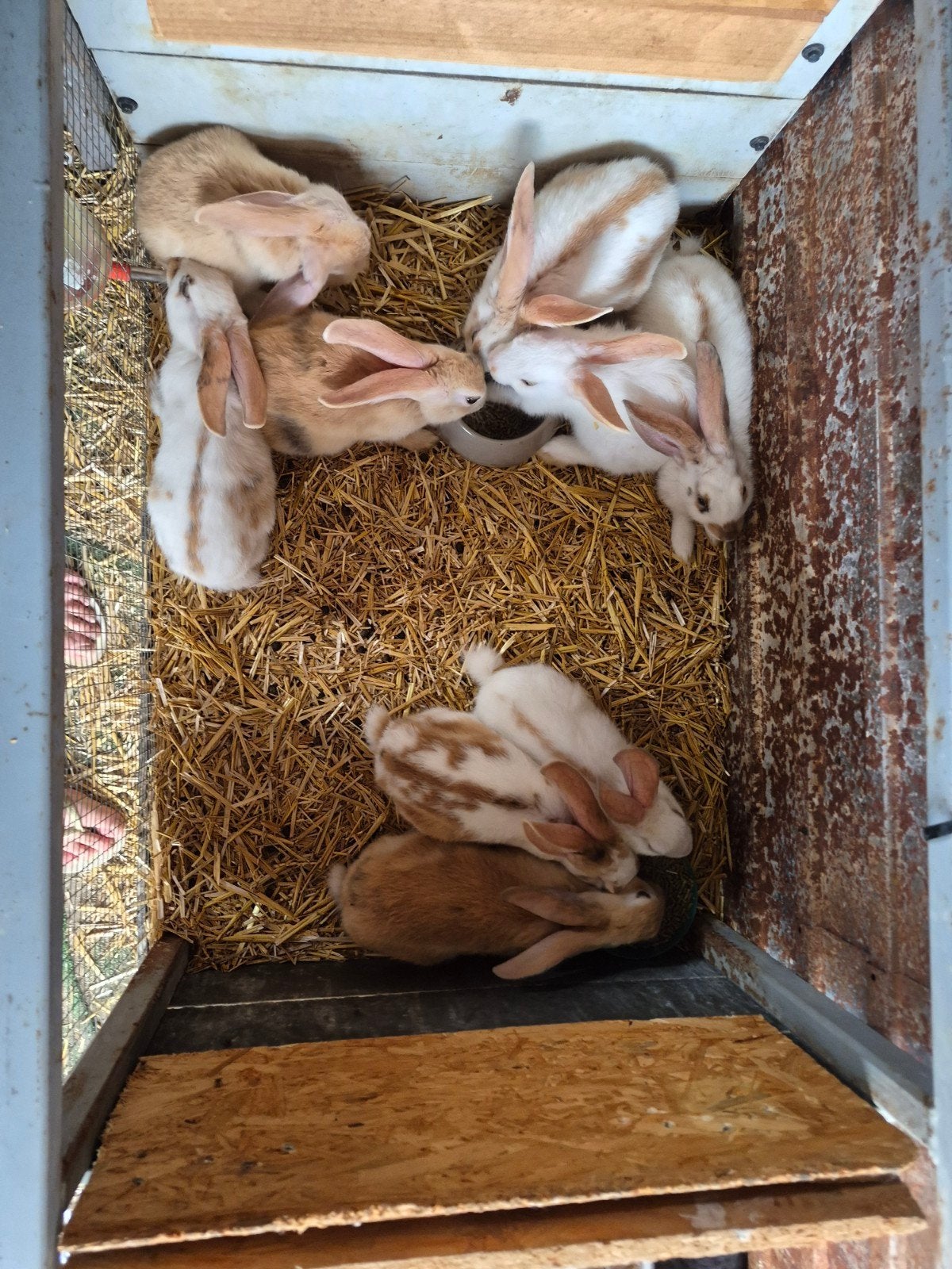 baby konijntjes, Dieren en Toebehoren