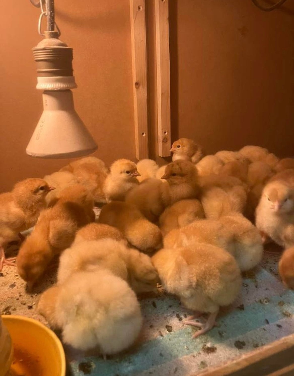 Bruine legkip kuikens, Dieren en Toebehoren, Pluimvee, Kip