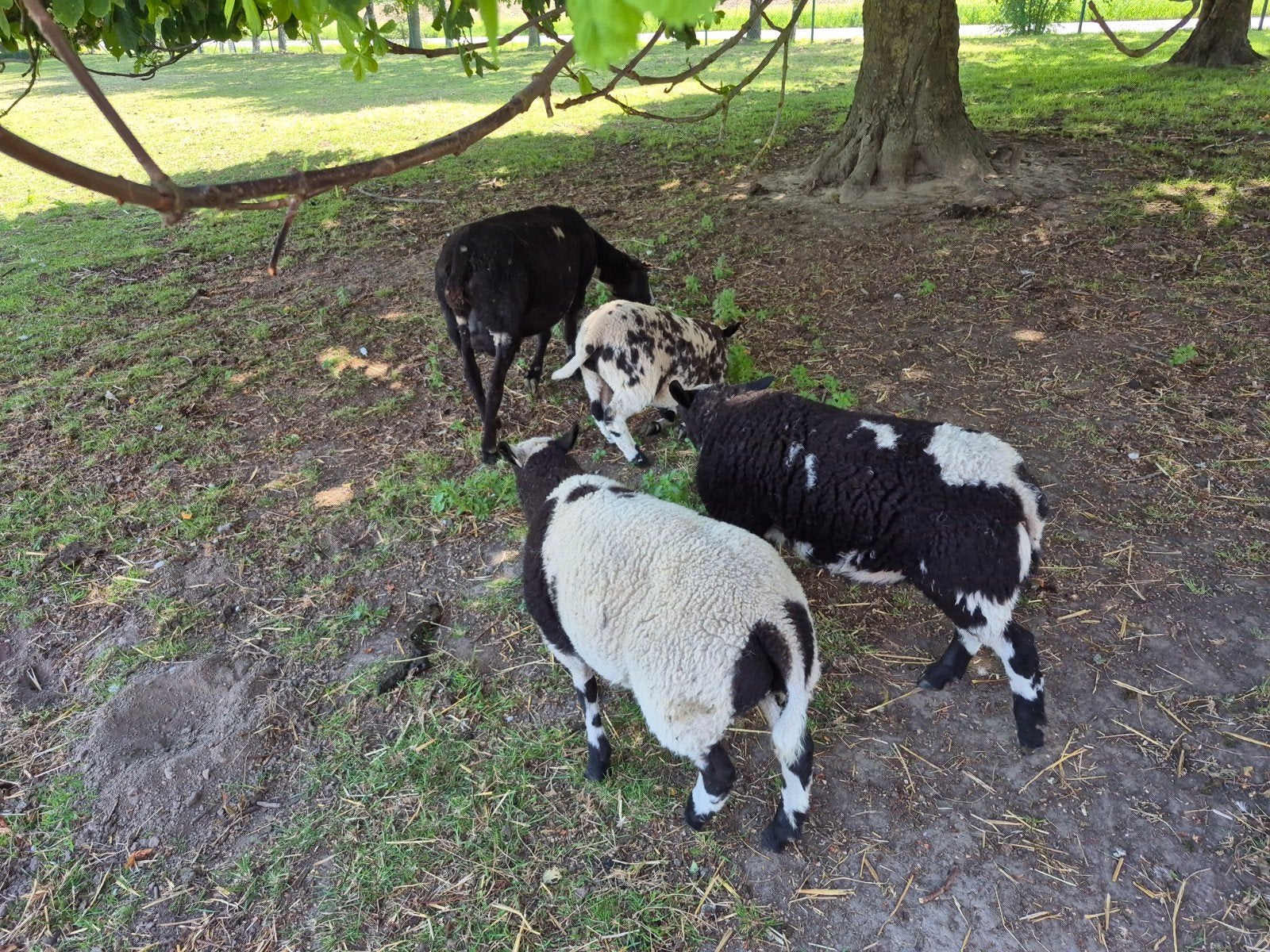 Schapen, Dieren en Toebehoren