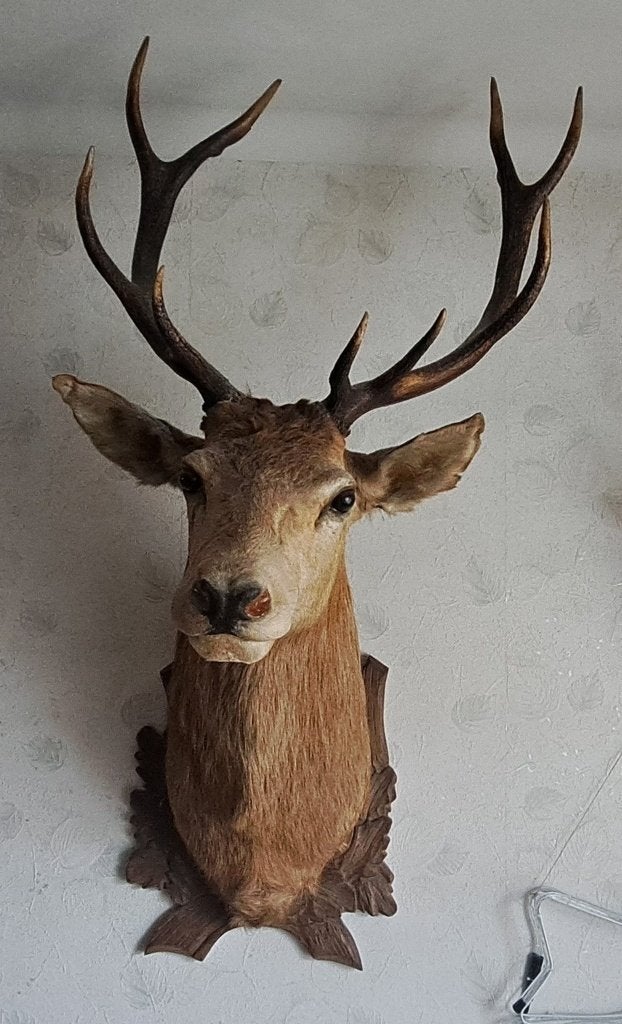 Taxidermie vintage Red Deer, Enlèvement