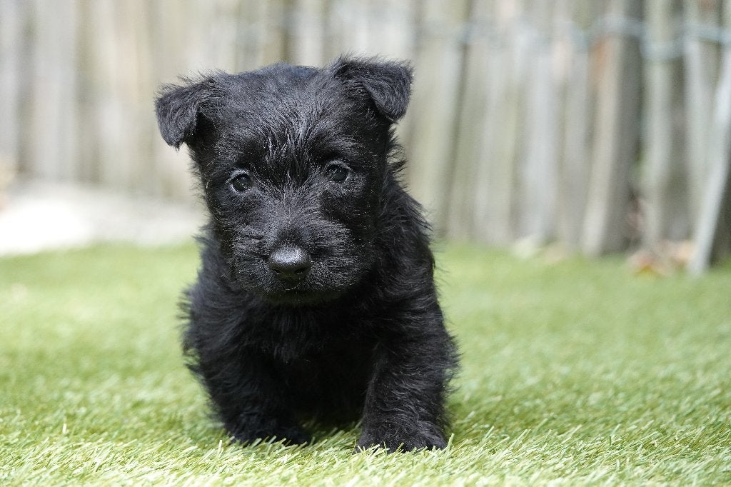 Magnifiques chiot Scottish Terrier (Scottish Terrier), Animaux & Accessoires, Maladie de Carré (chiens), Belgique, Un chien, Chienne