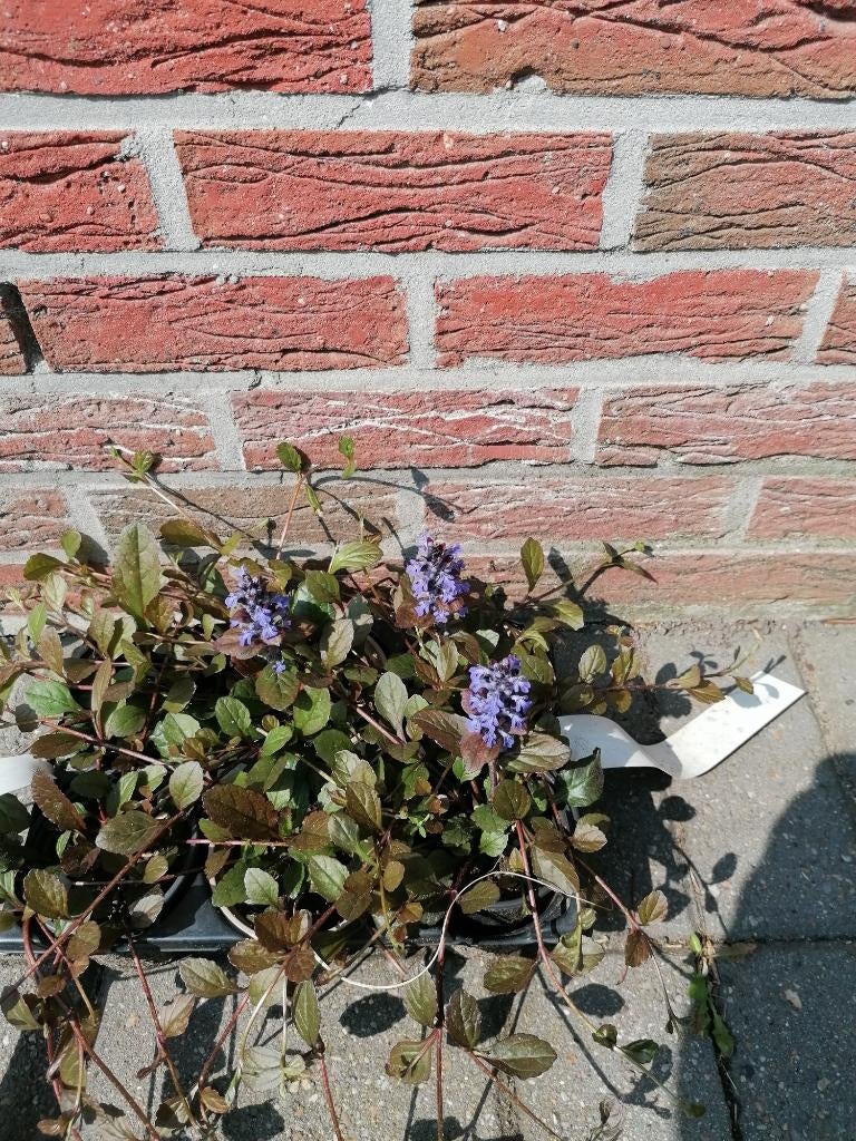 ajuga reptans, Ophalen, Bodembedekkers, Vaste plant, Halfschaduw