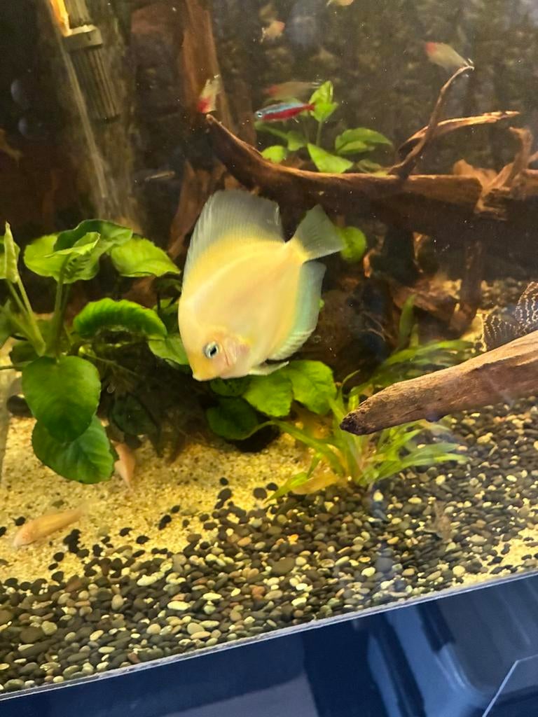 Discus white daimond, Poisson, Poisson d'eau douce, Banc de poissons