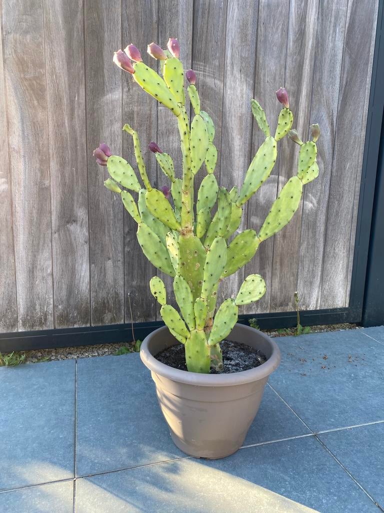 Vijgcactus opuntia cactus, Ophalen