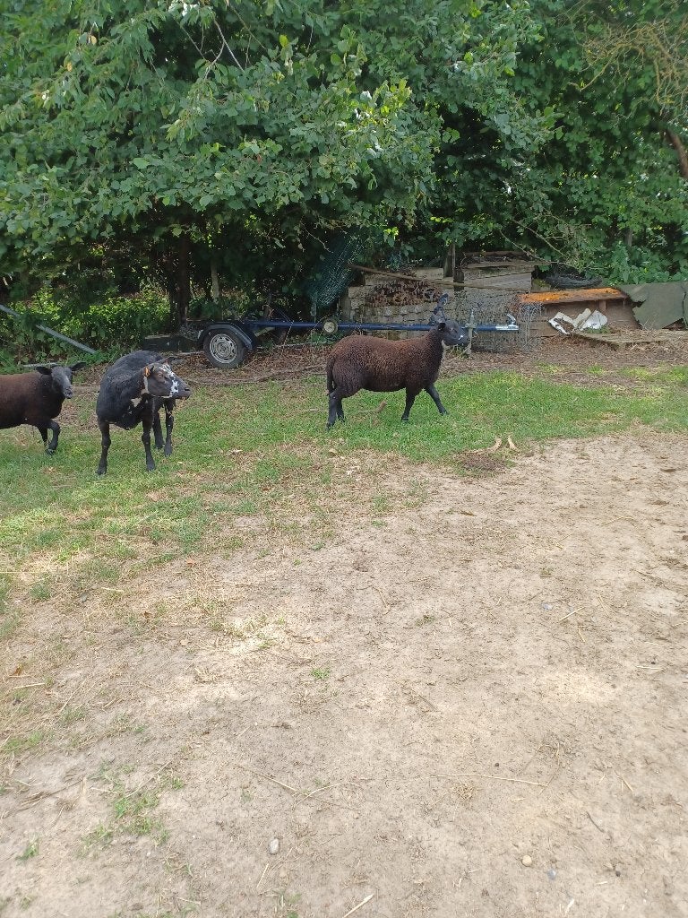 Jonge schapen, Dieren en Toebehoren, Schapen, Geiten en Varkens, Schaap, 0 tot 2 jaar