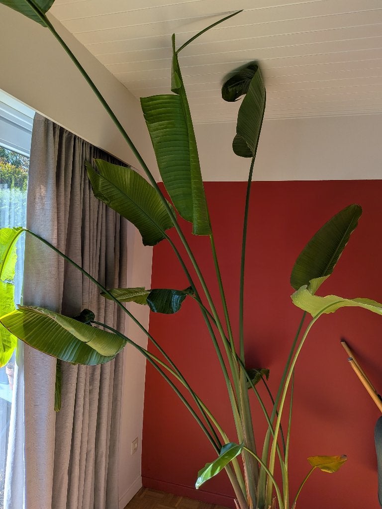 Strelizia, Huis en Inrichting, Kamerplanten, Ophalen, Overige soorten, 200 cm of meer