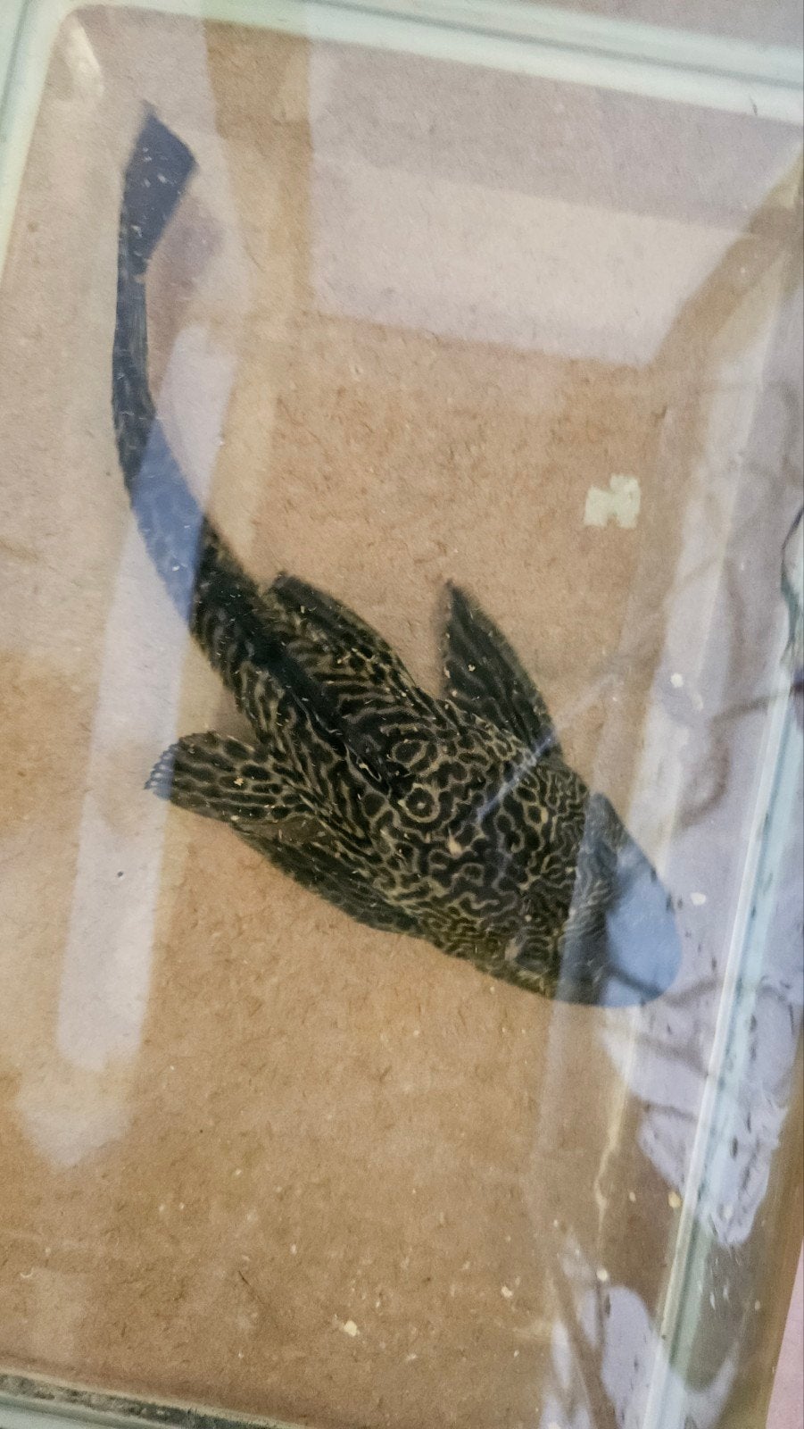 Vissen, aquarium vissen