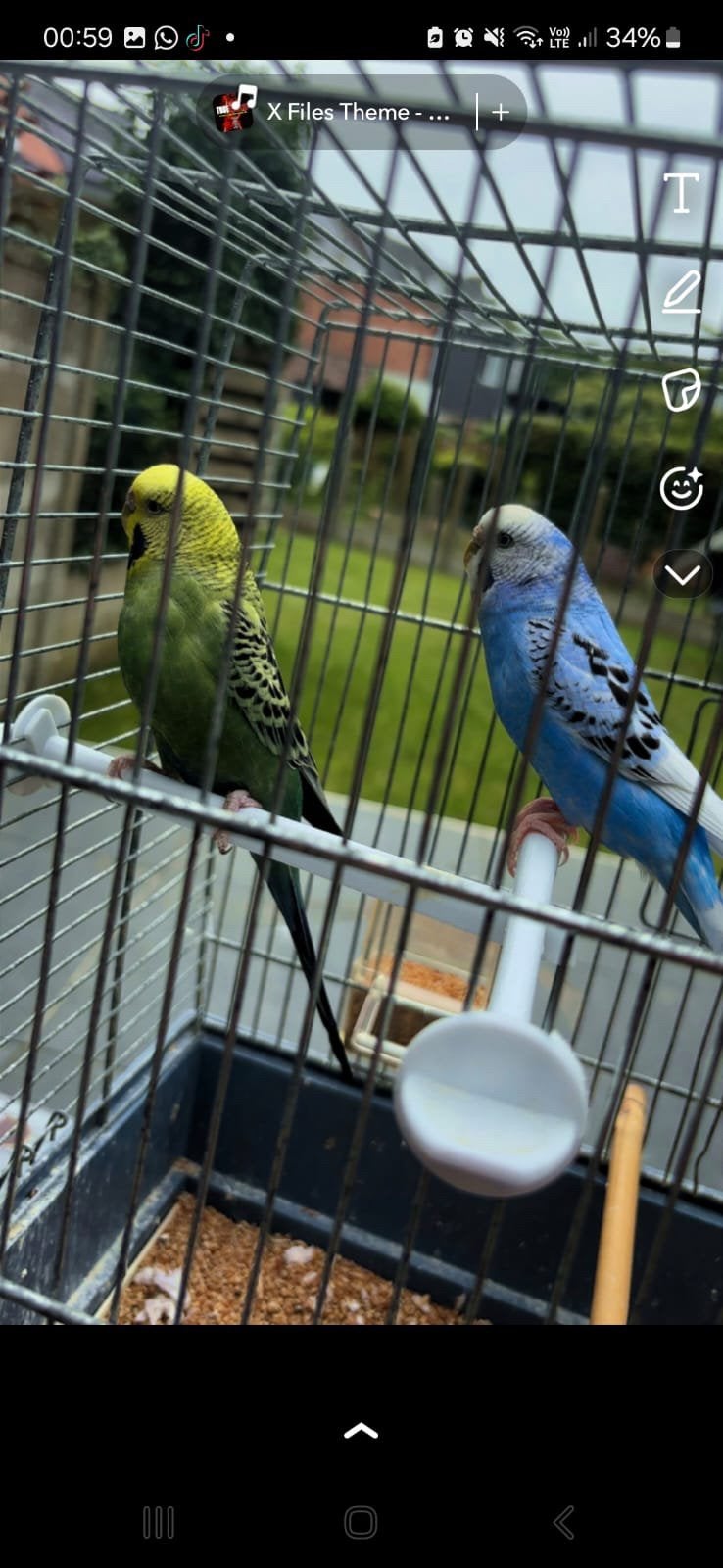 Parkieten te koop ‼️, Geslacht onbekend, Parkiet, Tam