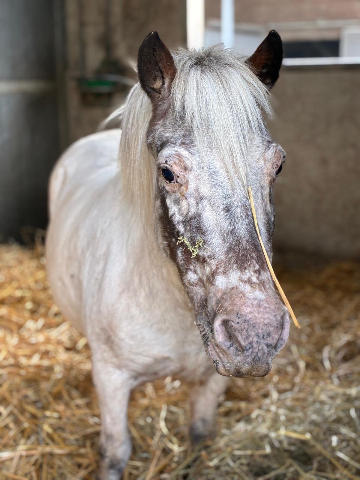 12 jarige kinderpony