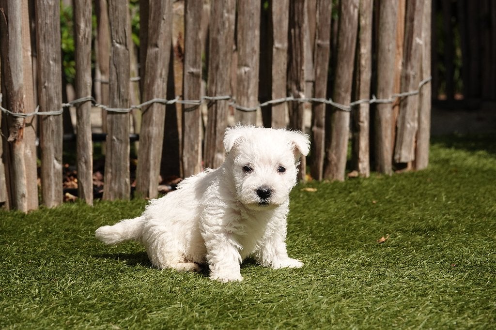 Prachtige West Highland White Terriër pups, met stamboom, België, Overige rassen, CDV (hondenziekte), 8 tot 15 weken