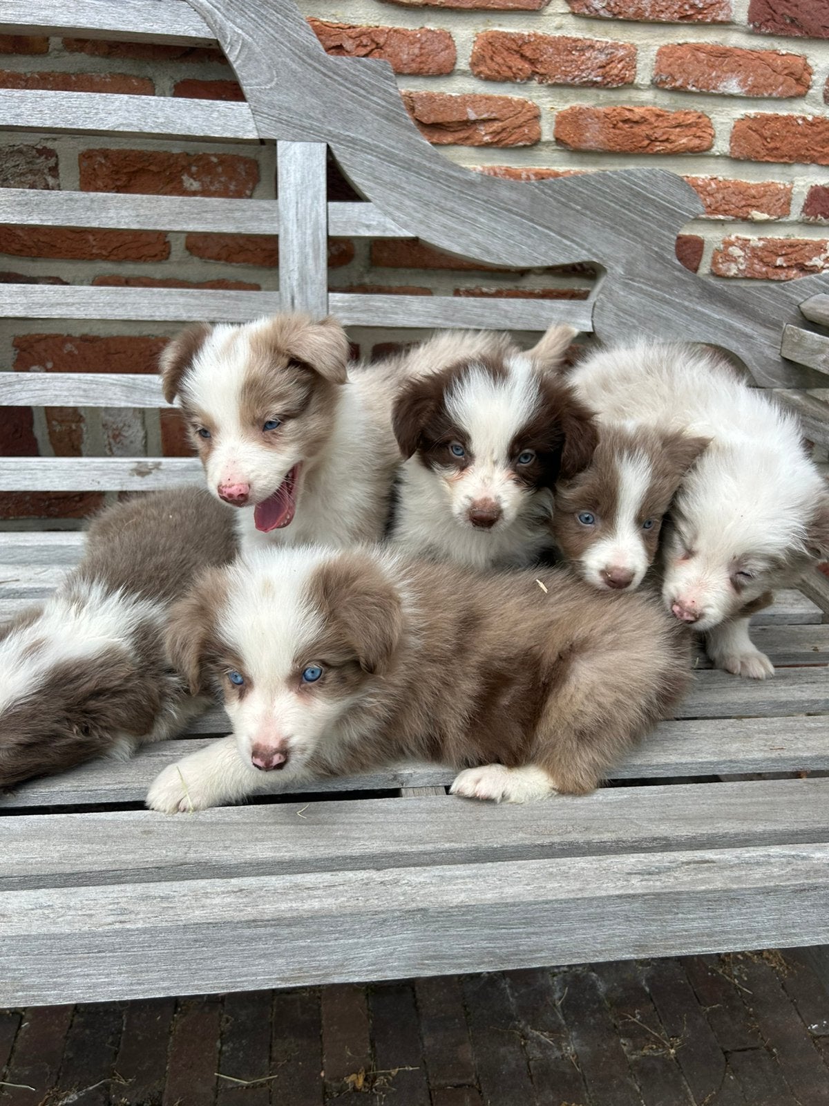 Chiots Border Collie, Animaux & Accessoires, Hépatite contagieuse (maladie de Rubarth), 8 à 15 semaines, Colley, Plusieurs