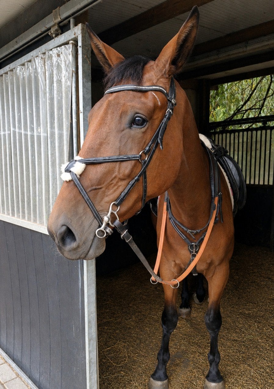 3 jarige ruin, Dieren en Toebehoren, Paarden