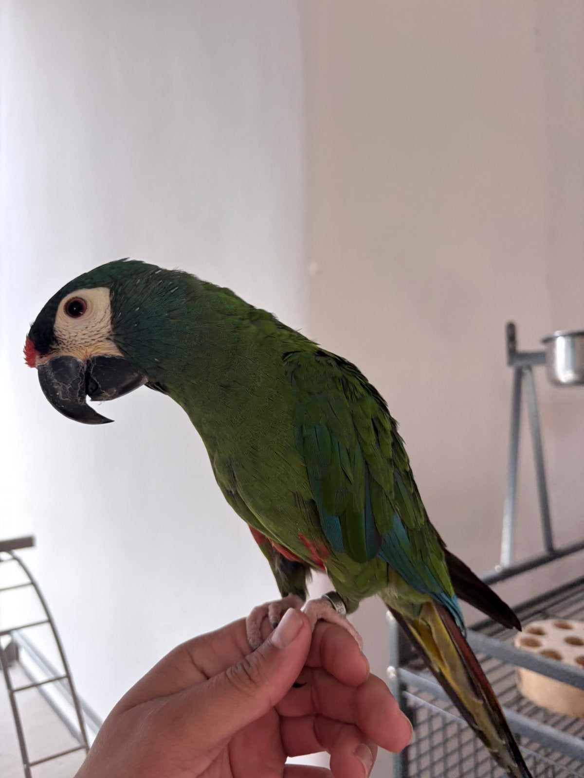 Ara maracana apprivoiser, Sexe inconnu, Perroquet, Parleur