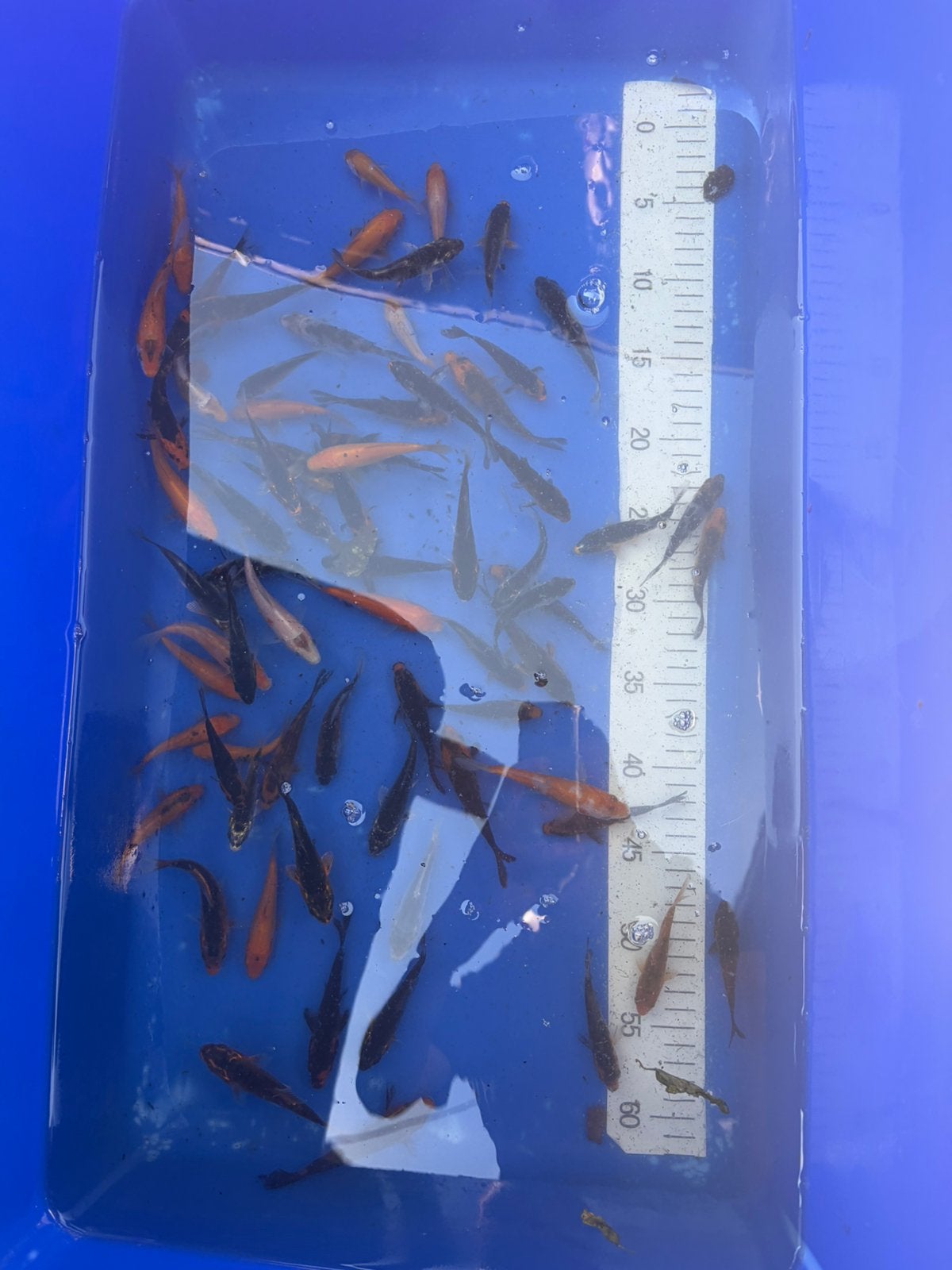 Eigen Kweek van 2026 7a10cm, Karper of Koi