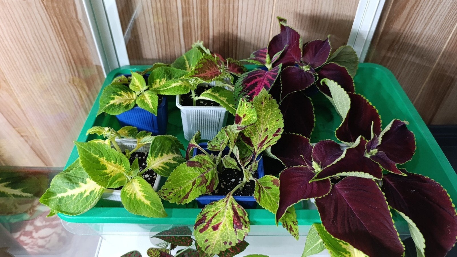 Coleus, Enlèvement