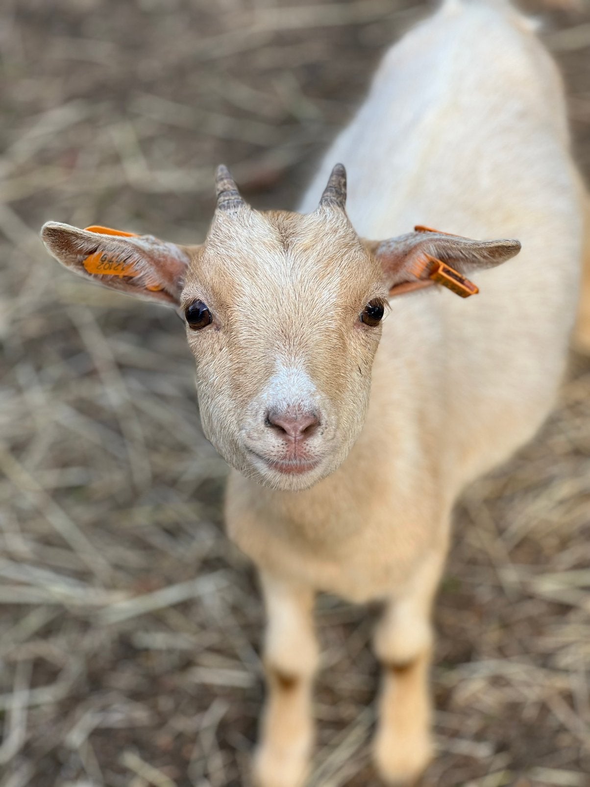 Dwerggeit mieke beige, Dieren en Toebehoren, Schapen, Geiten en Varkens, Vrouwelijk, Geit, 0 tot 2 jaar