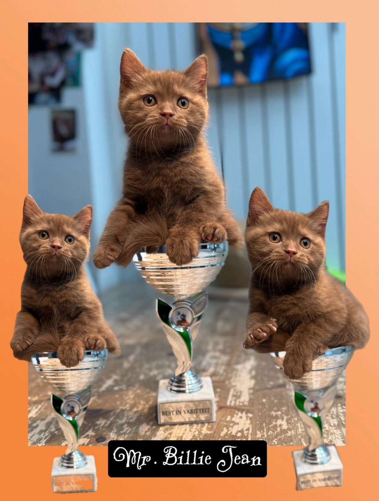 Brits korthaar cinnamon & fawn, Dieren en Toebehoren, Katten en Kittens | Raskatten | Korthaar, Meerdere dieren, Met stamboom