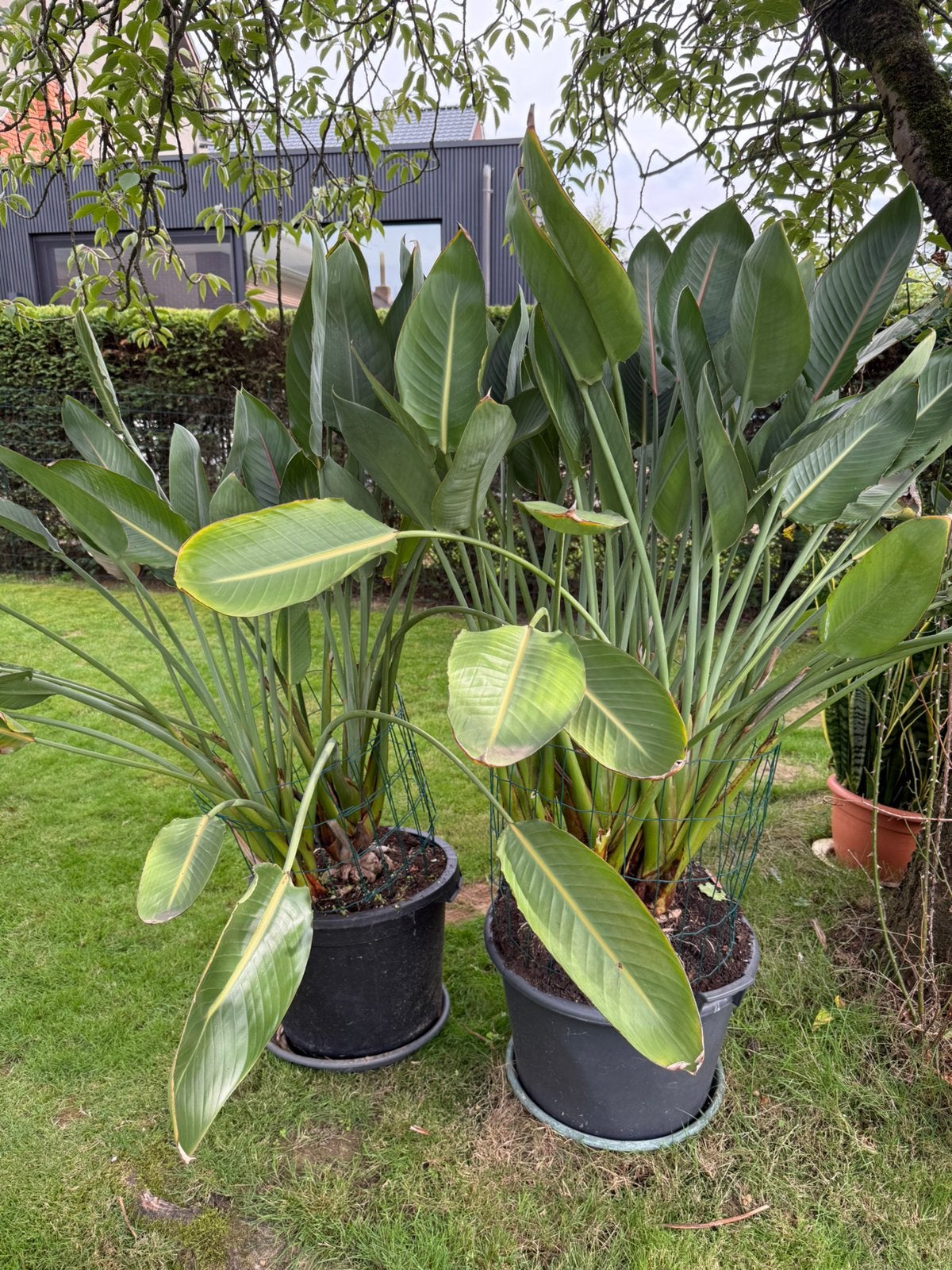 2 Strelitzia Nicolai volwassen bloeiende planten afhalen, Huis en Inrichting, Ophalen, 100 tot 150 cm, Overige soorten, In pot