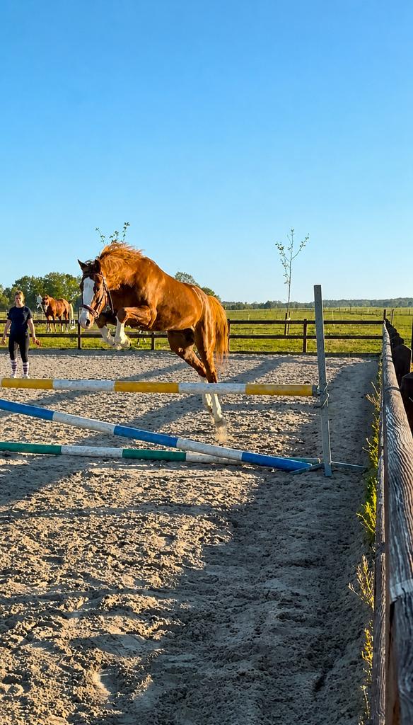 Super gave grote C ruin, Poney C (1.27 m à 1.37m), Hongre, M, Avec pedigree