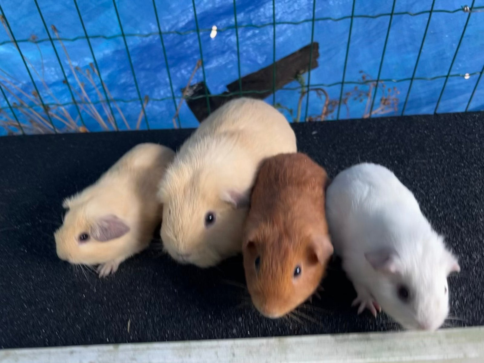 (Californian) Cavia beertjes(mannetjes), Dieren en Toebehoren, Knaagdieren, Cavia, Mannelijk, Juli, Tam
