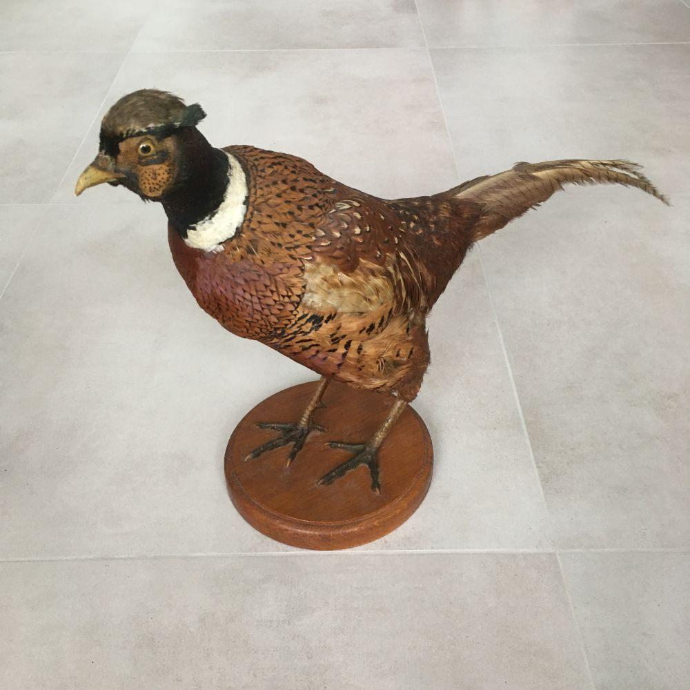 Opgezette fazant, staand op plankje - taxidermie, Verzamelen, Dierenverzamelingen, Gebruikt, Opgezet dier, Vogel, Ophalen of Verzenden