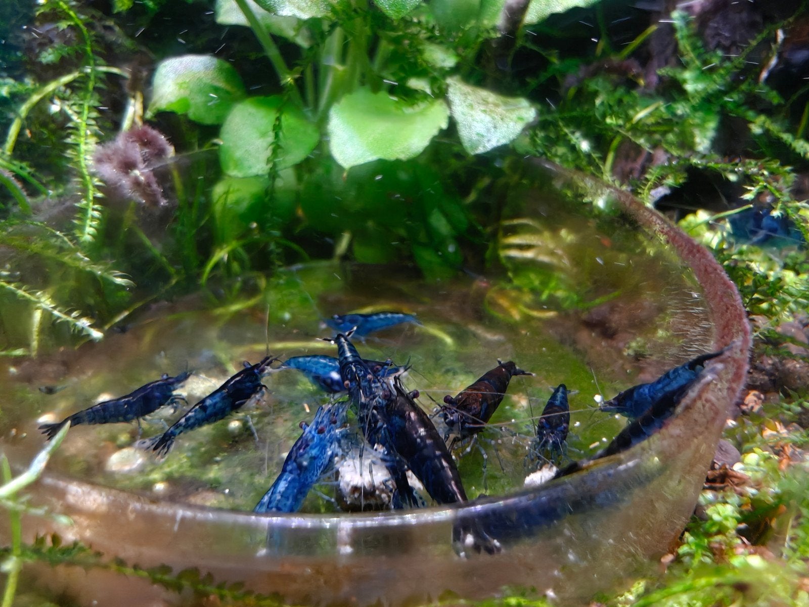 Crevettes Blue Dream Neocaridina, Homard, Crabe ou Crevette, Poisson d'eau douce, Banc de poissons