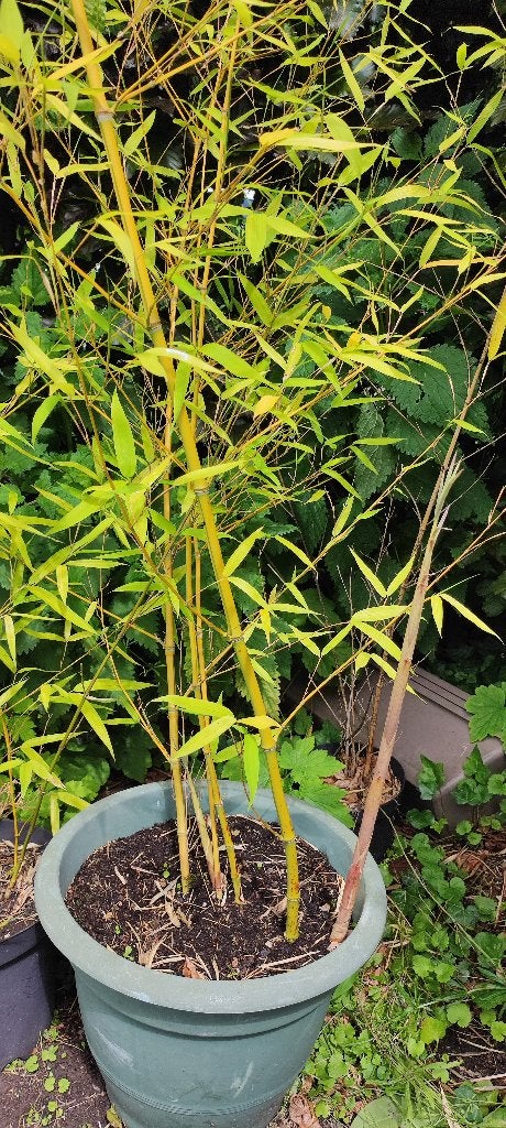 Bambou, Jardin & Terrasse, Plantes | Arbustes & Haies, Enlèvement, Bambou, Arbuste, 250 cm ou plus