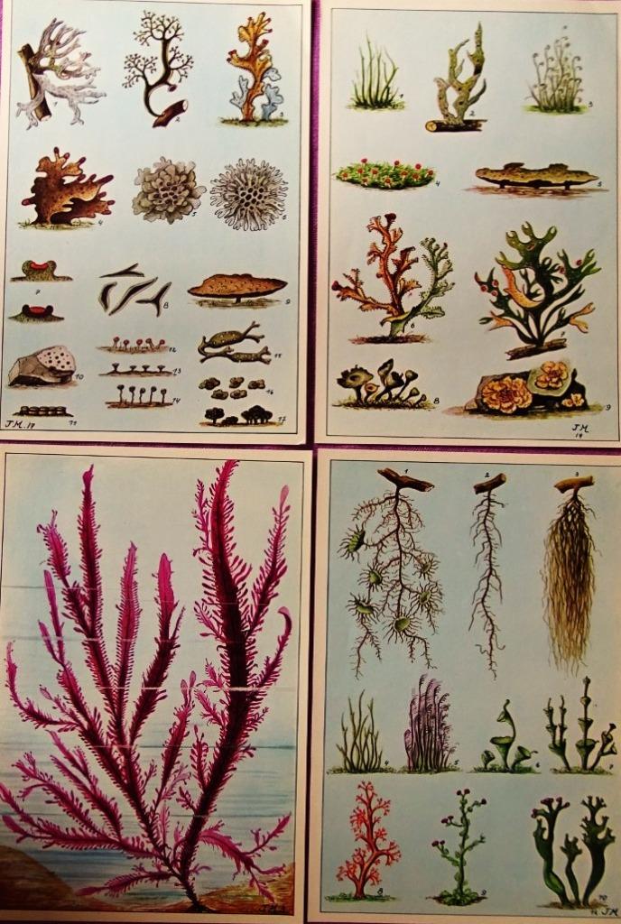 oude prenten, Verzamelen, Ophalen, Zo goed als nieuw, Natuur, Prent