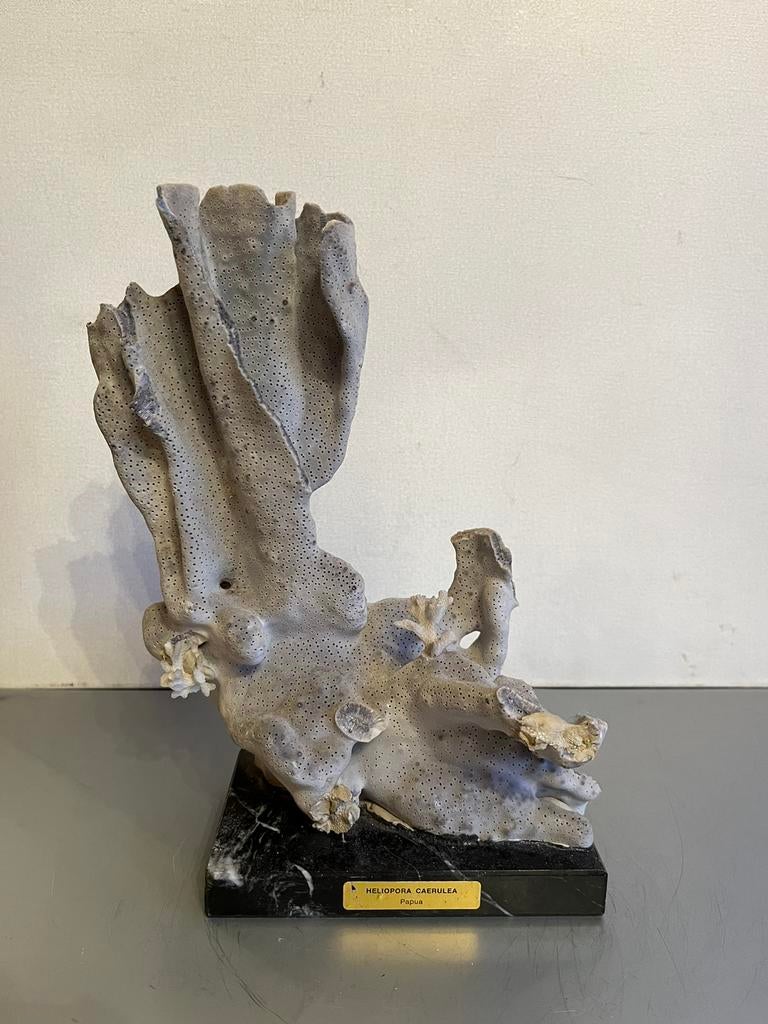 Blauwe Heliopora coerulea koraal, Verzamelen, Mineralen en Fossielen, Ophalen of Verzenden