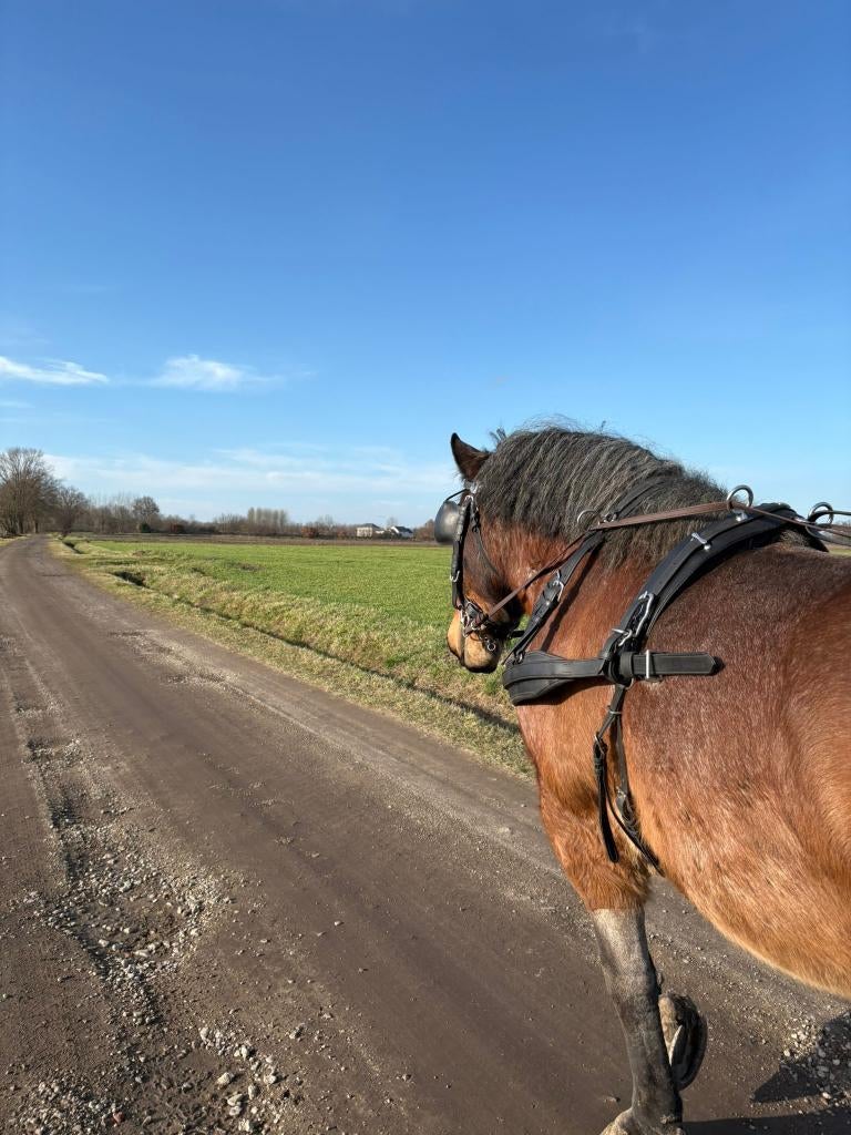 Weides gezocht, Weidegang, 4 paarden of pony's of meer
