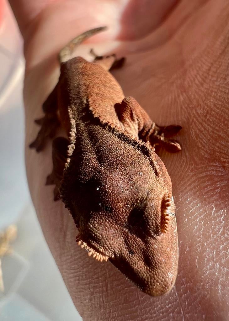 Wimpergekko’s 2025